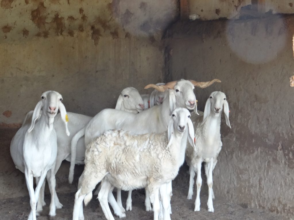 SHEEP