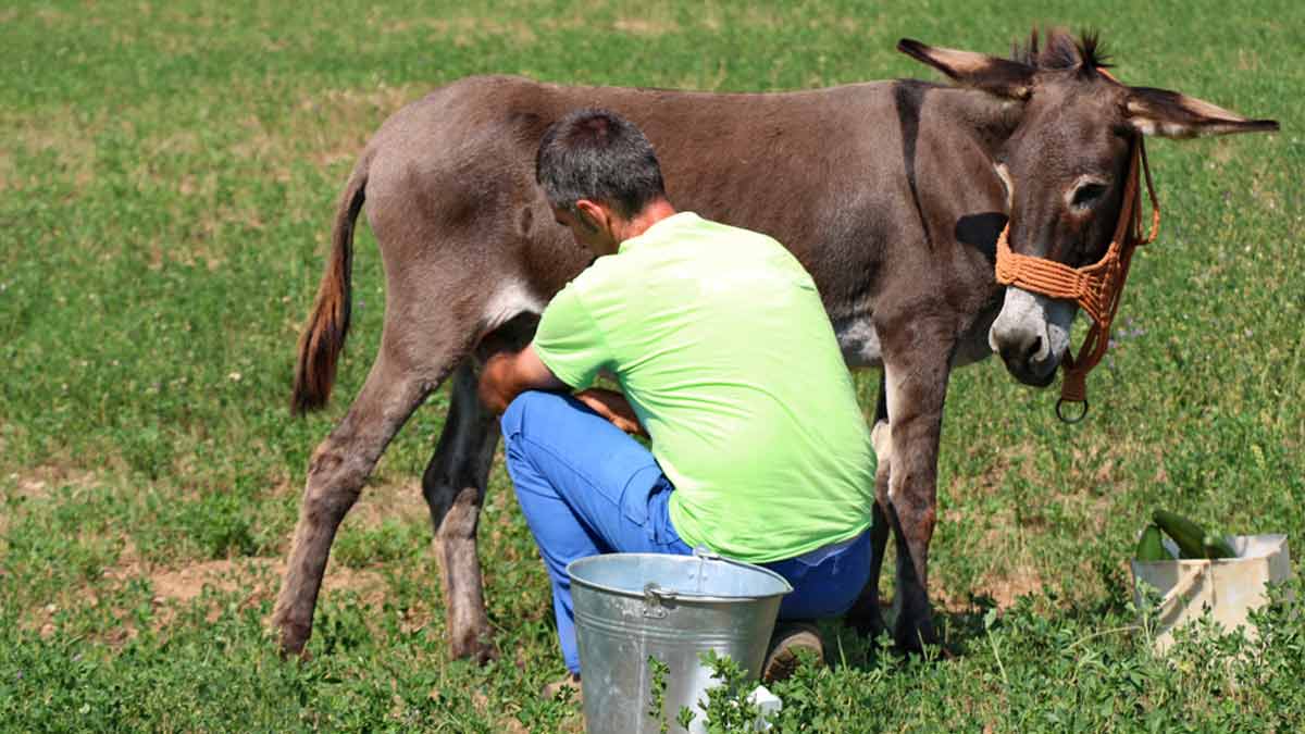 main-donkeymilkbenefits