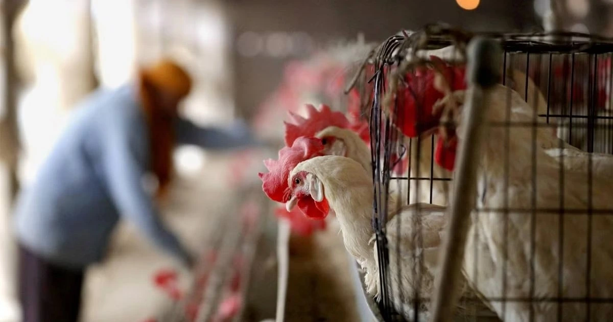 Jharkhand Avian Flu